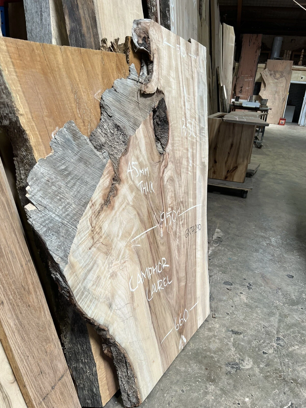 Camphor Laurel Timber Slab - 1.35m Long, GNT4290 - Image 2