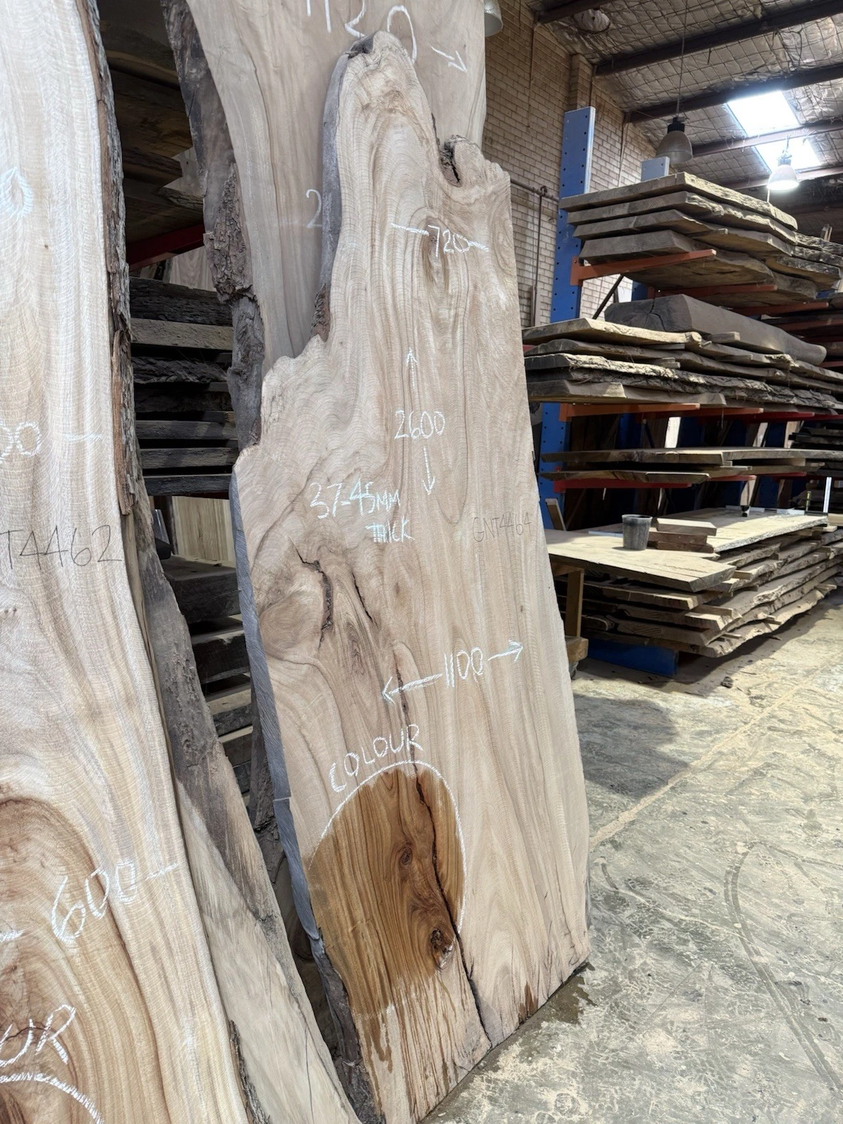 Camphor Laurel Timber Slab - 2.6m Long, GNT4464 - Image 6