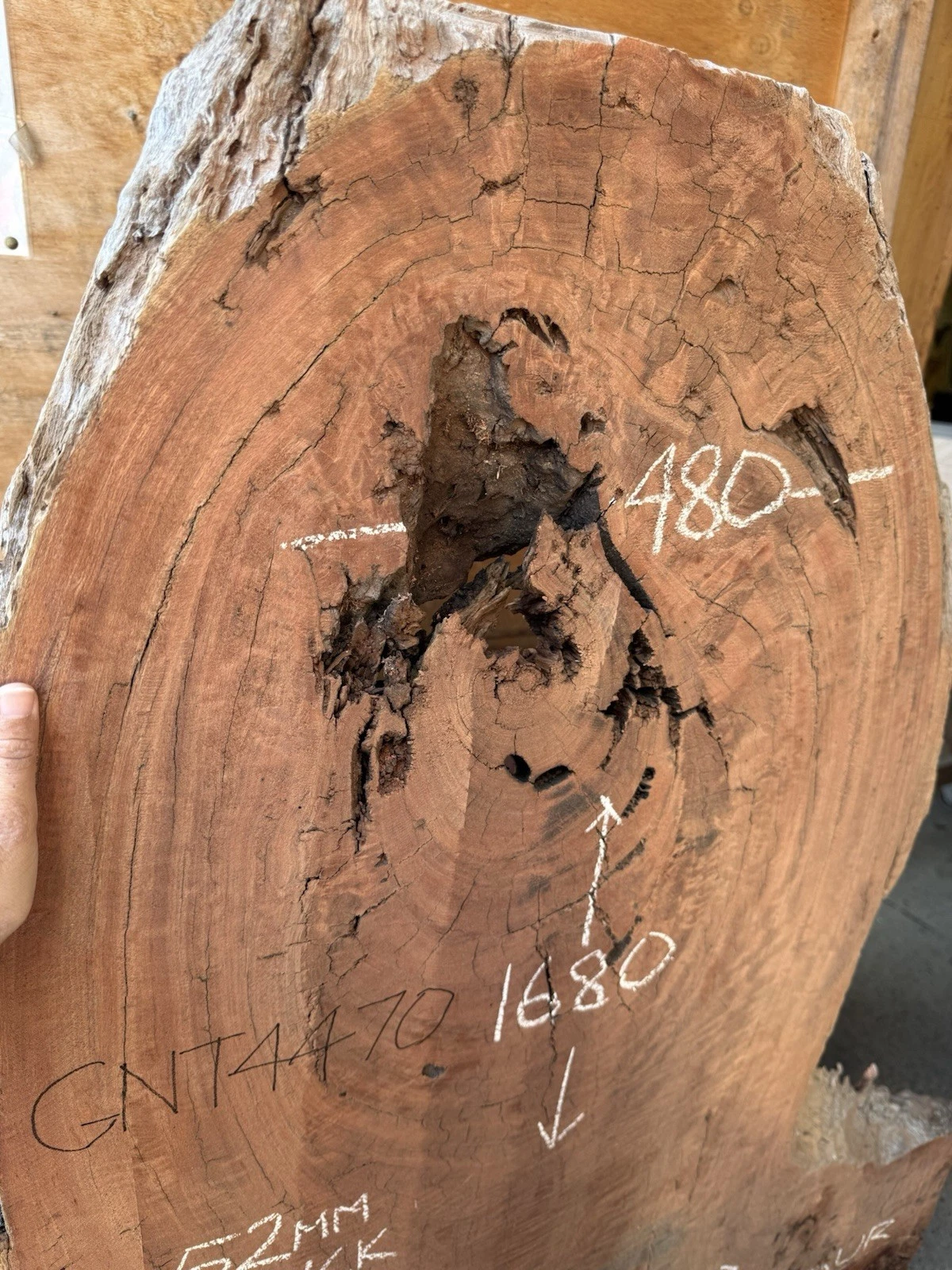 Blue Gum Timber Slab - 1.68m Long, GNT4470 - Image 4